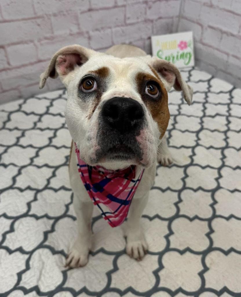 Enlarge Gelee, a Adoptable mixed breed in Detroit, MI image 3/6