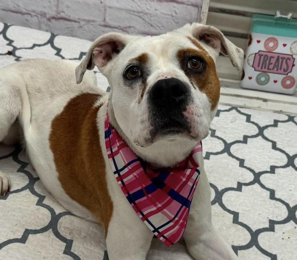 Enlarge Gelee, a Adoptable mixed breed in Detroit, MI image 4/6