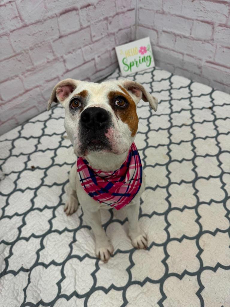 Enlarge Gelee, a Adoptable mixed breed in Detroit, MI image 5/6