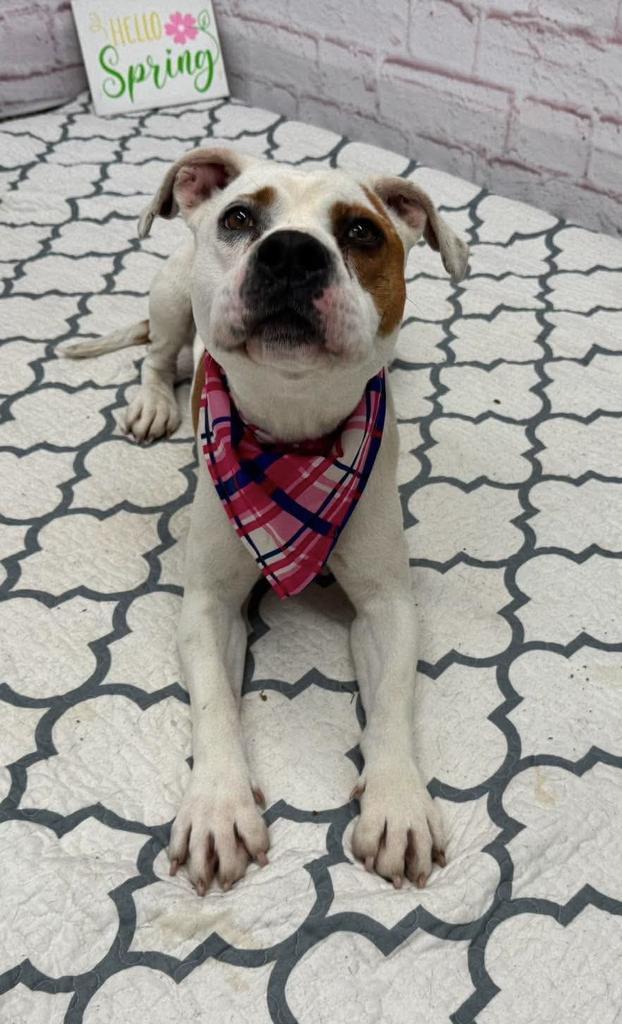 Enlarge Gelee, a Adoptable mixed breed in Detroit, MI image 6/6