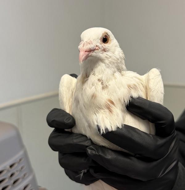 Vulture, Adoptable, Adult Unknown Pigeon.