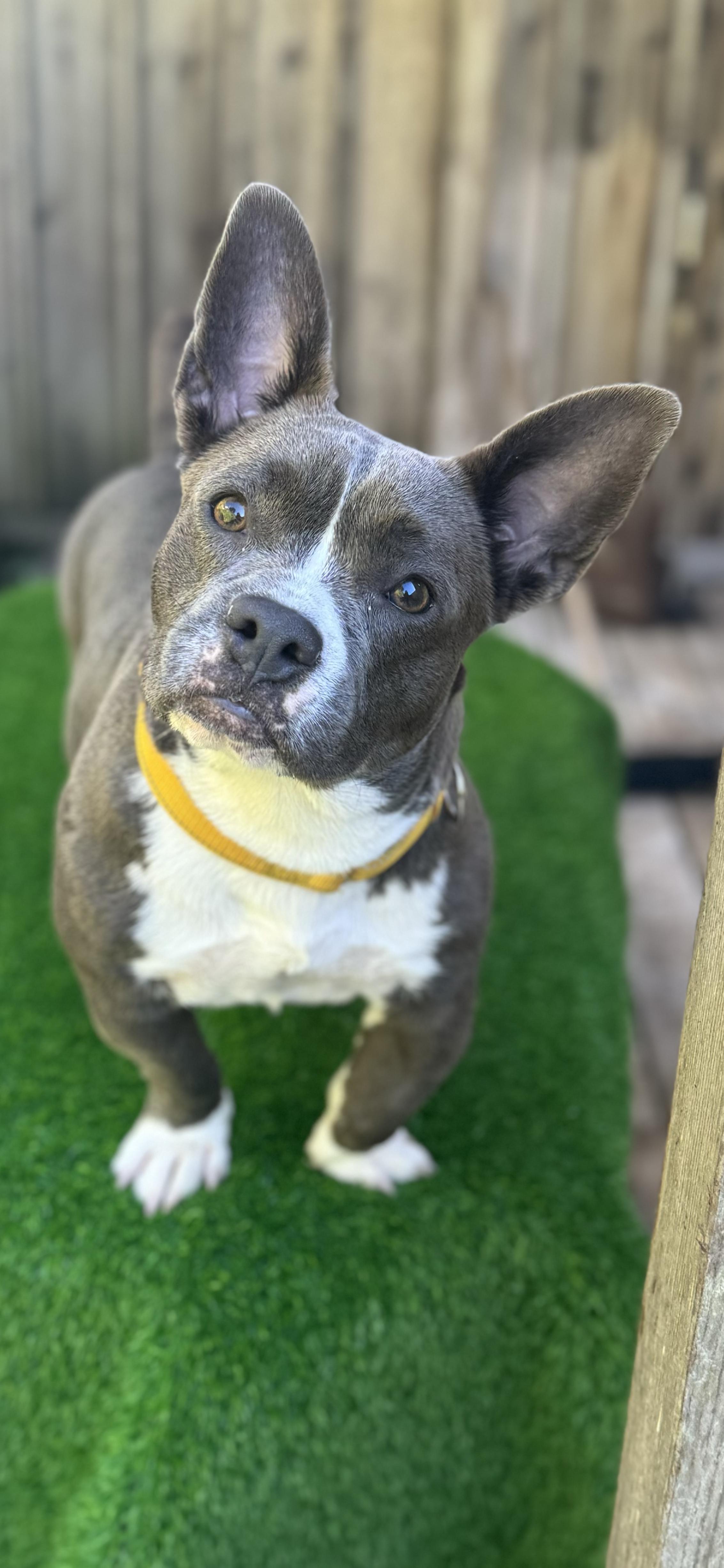 BITSY, ADOPTABLE, Adult Female French Bulldog.