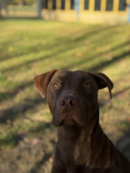 Enlarge Chocolatta, a Adoptable mixed breed in Bensalem, PA image 1/3