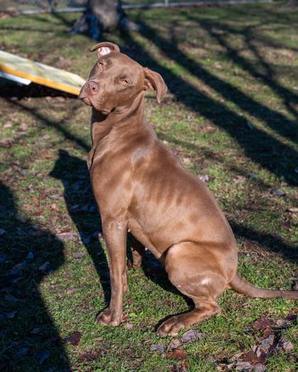 Enlarge Chocolatta, a Adoptable mixed breed in Bensalem, PA image 3/3