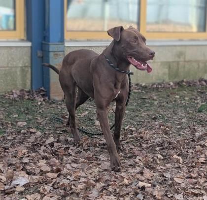 Chocolatta, Adoptable, Young Female Labrador Retriever & Pit Bull Terrier.