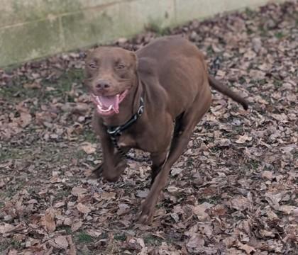 Enlarge Chocolatta, a Adoptable mixed breed in Bensalem, PA image 2/3