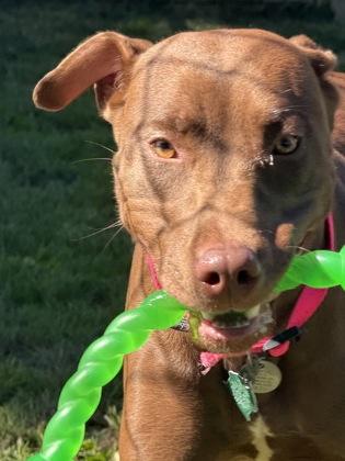Chocolatta, Adoptable, Young Female Labrador Retriever & Pit Bull Terrier.