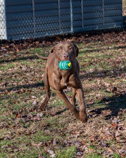 Chocolatta, a Adoptable mixed breed in Bensalem, PA image 3/3