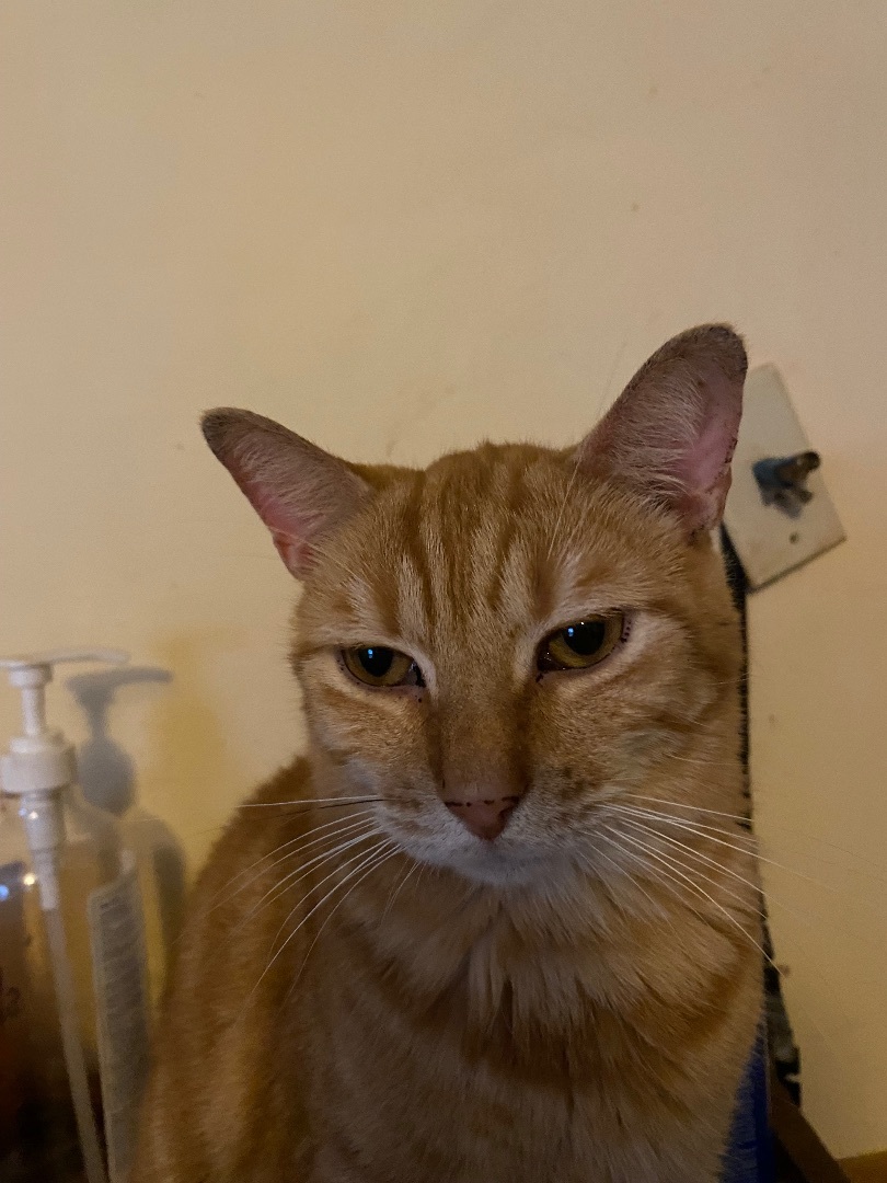 Mister- project cat , Young Male Domestic Short Hair