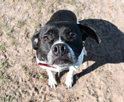 Enlarge Pedro, a ADOPTABLE mixed breed in Inverness, FL image 1/2