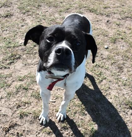 Enlarge Pedro, a ADOPTABLE mixed breed in Inverness, FL image 2/2