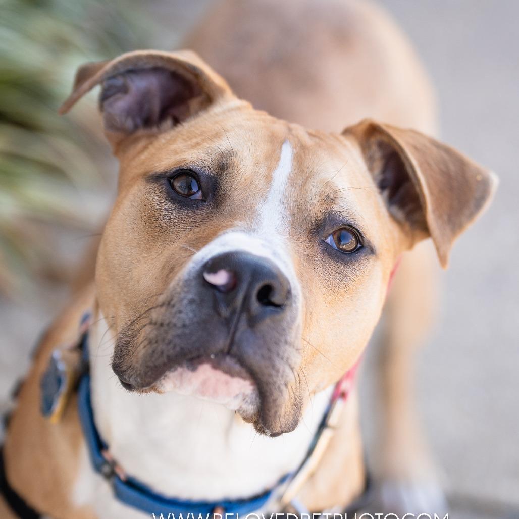 Phoenix, a Adoptable Pit Bull Terrier in Richmond, VA image 1/6
