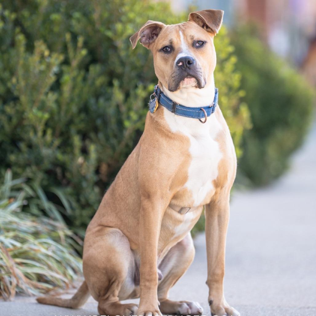 Phoenix, a Adoptable Pit Bull Terrier in Richmond, VA image 2/6
