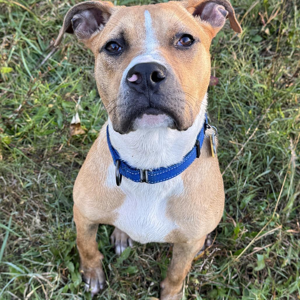 Enlarge Phoenix, a Adoptable Pit Bull Terrier in Richmond, VA image 2/5