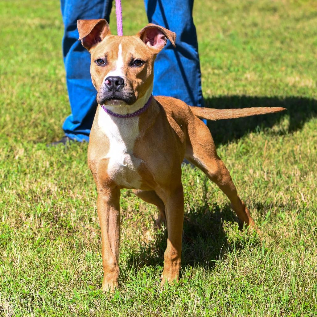 Phoenix, a Adoptable Pit Bull Terrier in Richmond, VA image 3/6