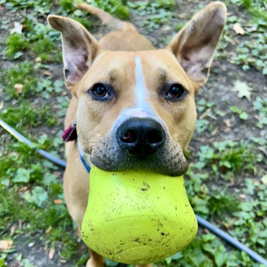 Phoenix, a Adoptable Pit Bull Terrier in Richmond, VA image 4/6