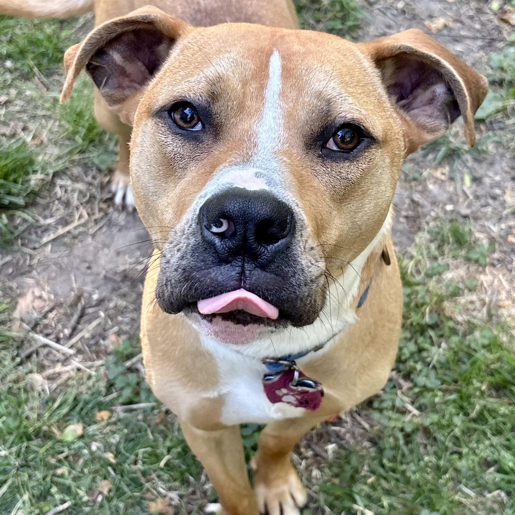 Phoenix, a Adoptable Pit Bull Terrier in Richmond, VA image 5/6