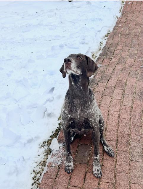 Jackson, an adopted German Shorthaired Pointer in Port Elizabeth, NJ image 3/4