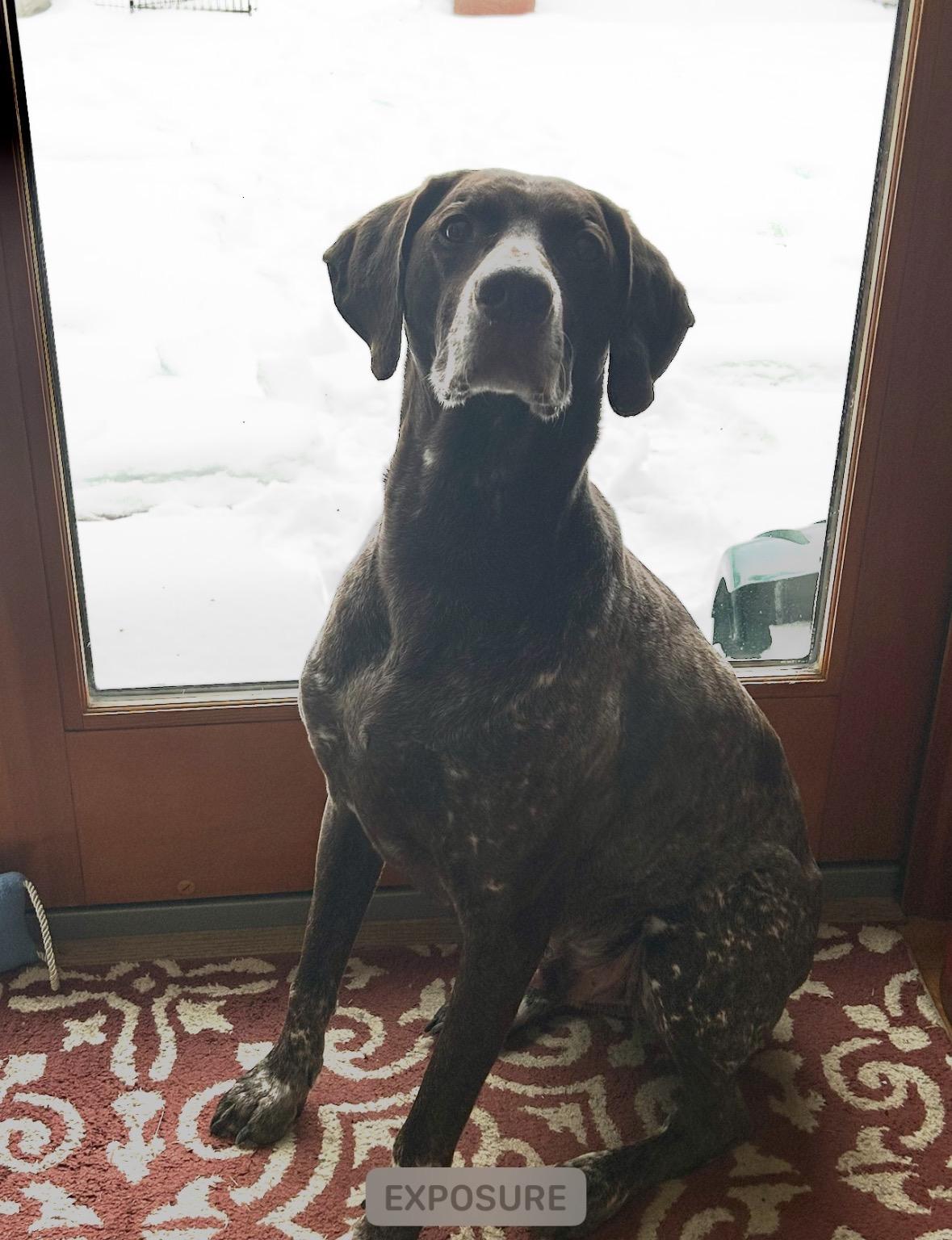 Jackson, an adopted German Shorthaired Pointer in Port Elizabeth, NJ image 4/4