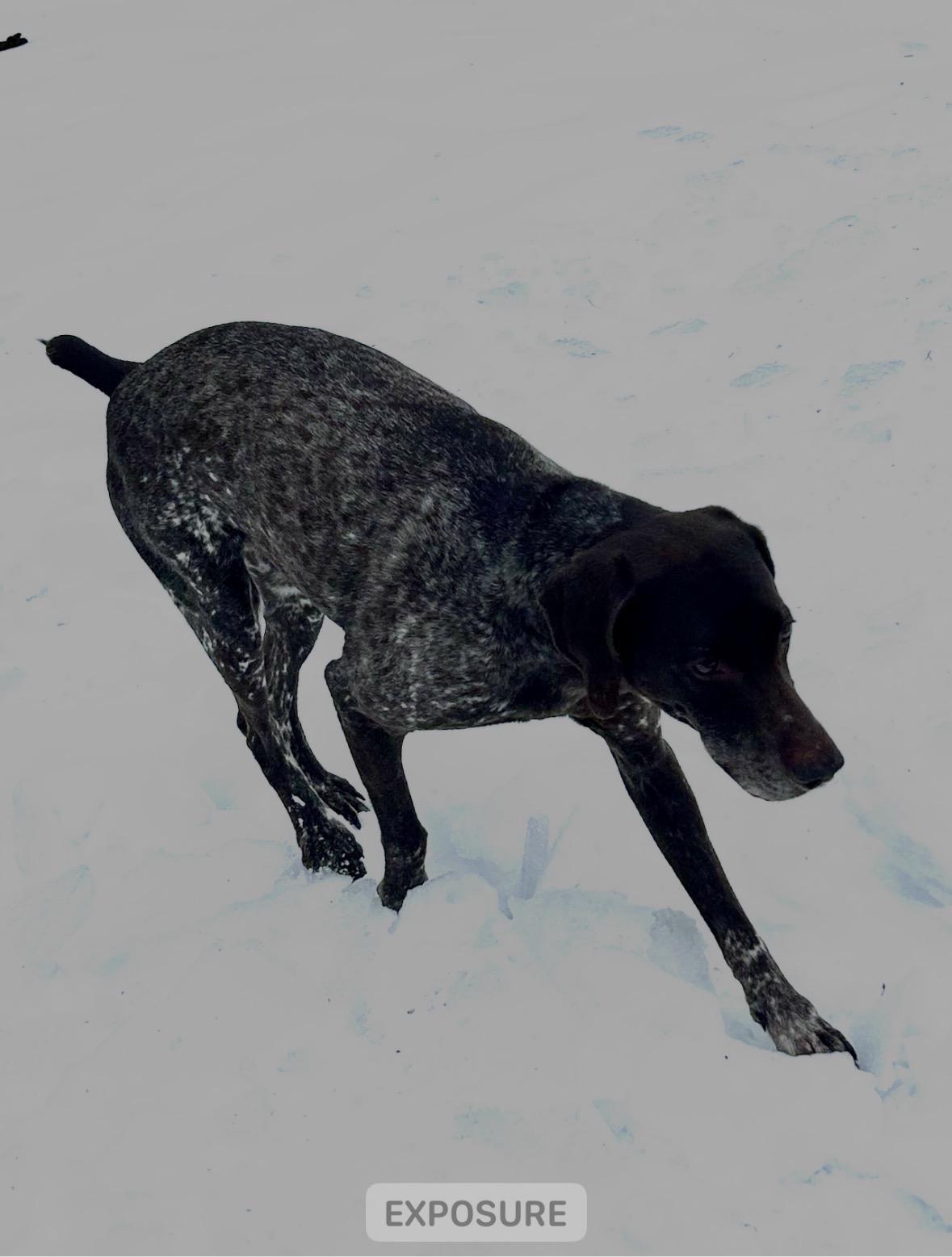 Jackson, an adopted German Shorthaired Pointer in Port Elizabeth, NJ image 2/4