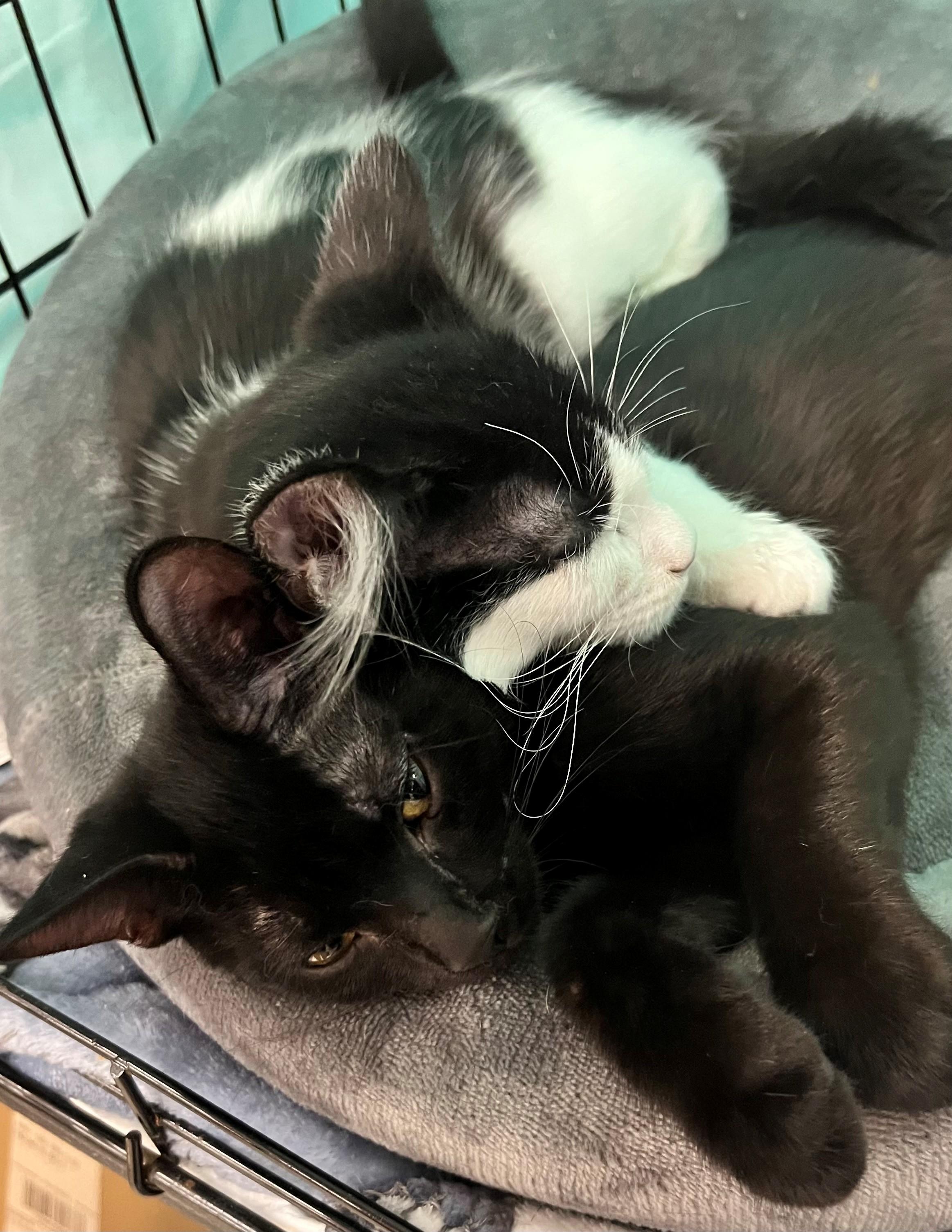 Enlarge Benson (aka Bat) and Reagan, a Adoptable Domestic Short Hair in Freeland, MI image 2/2