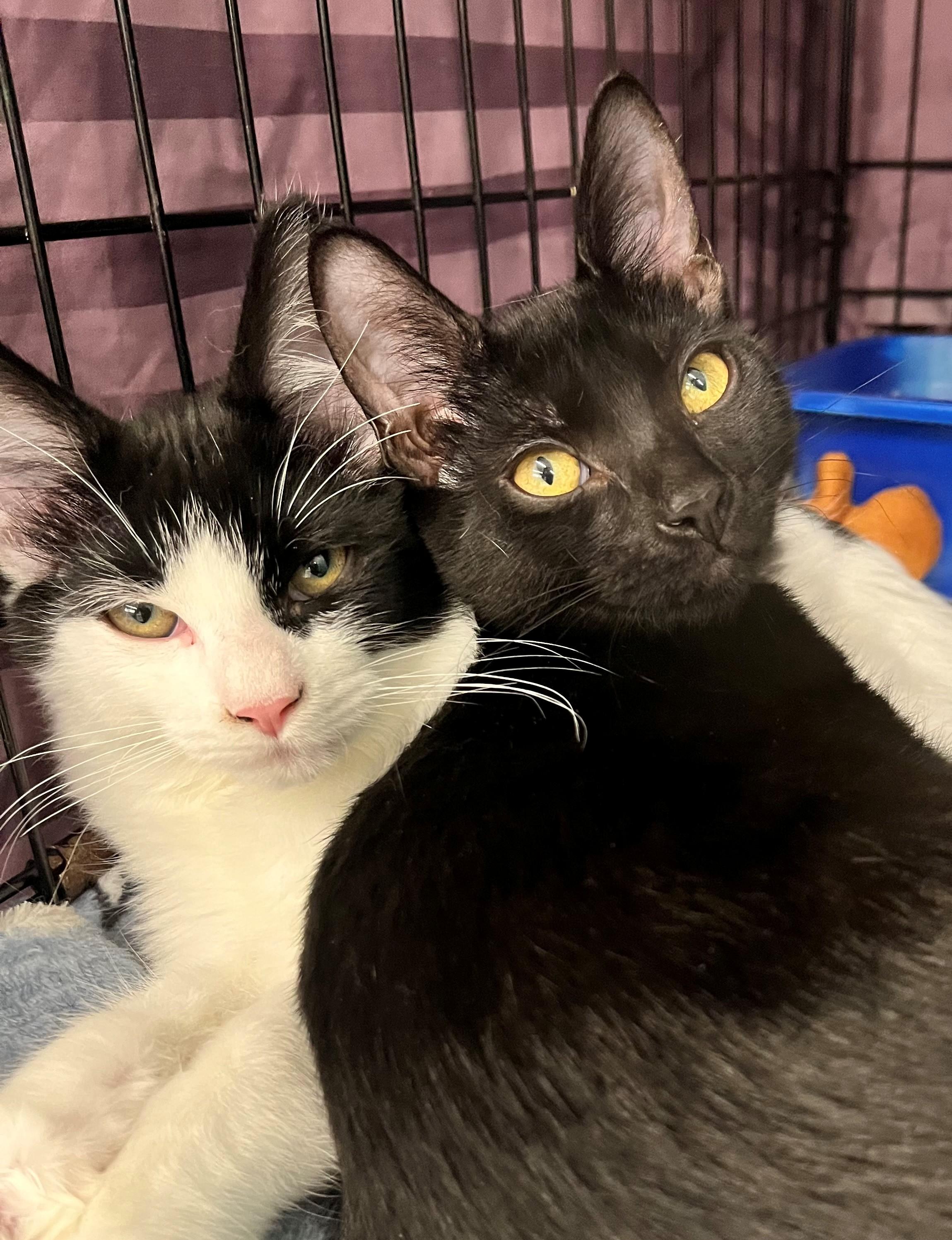 Benson (aka Bat) and Reagan, Adoptable, Kitten Male Domestic Short Hair.