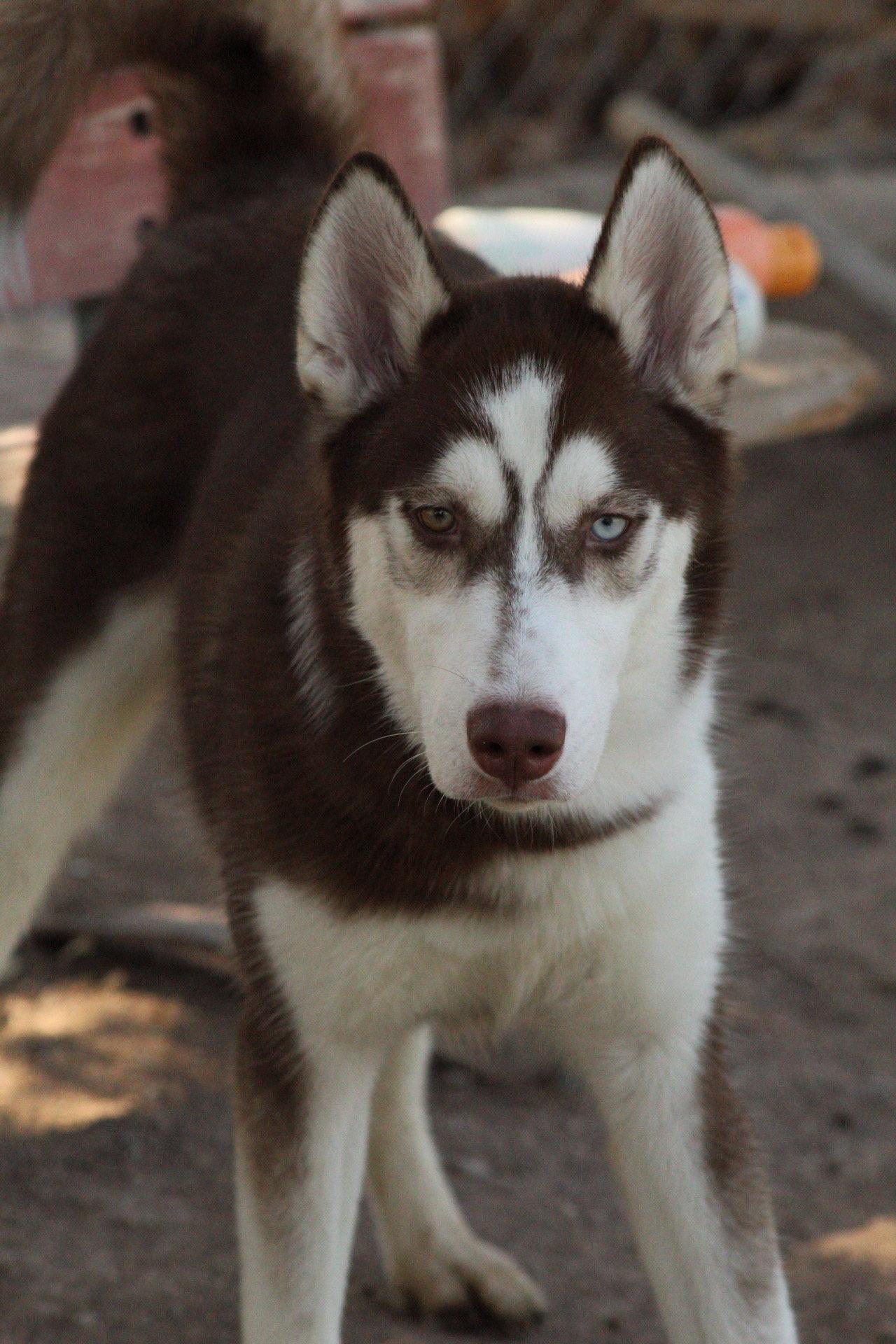 Enlarge Arroz, a Adoptable Husky in El Centro, CA image 2/3