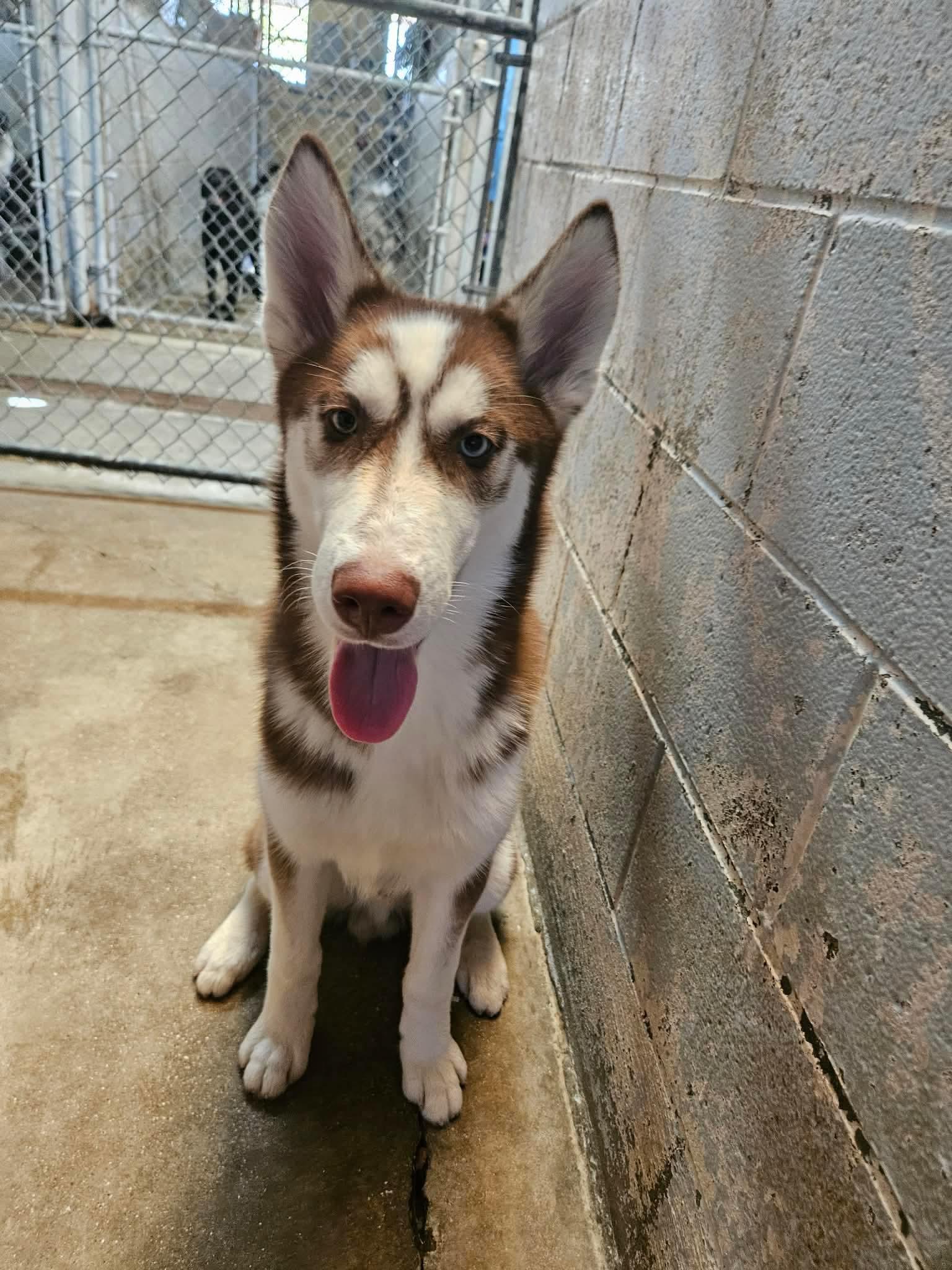 Enlarge Arroz, a Adoptable Husky in El Centro, CA image 3/3