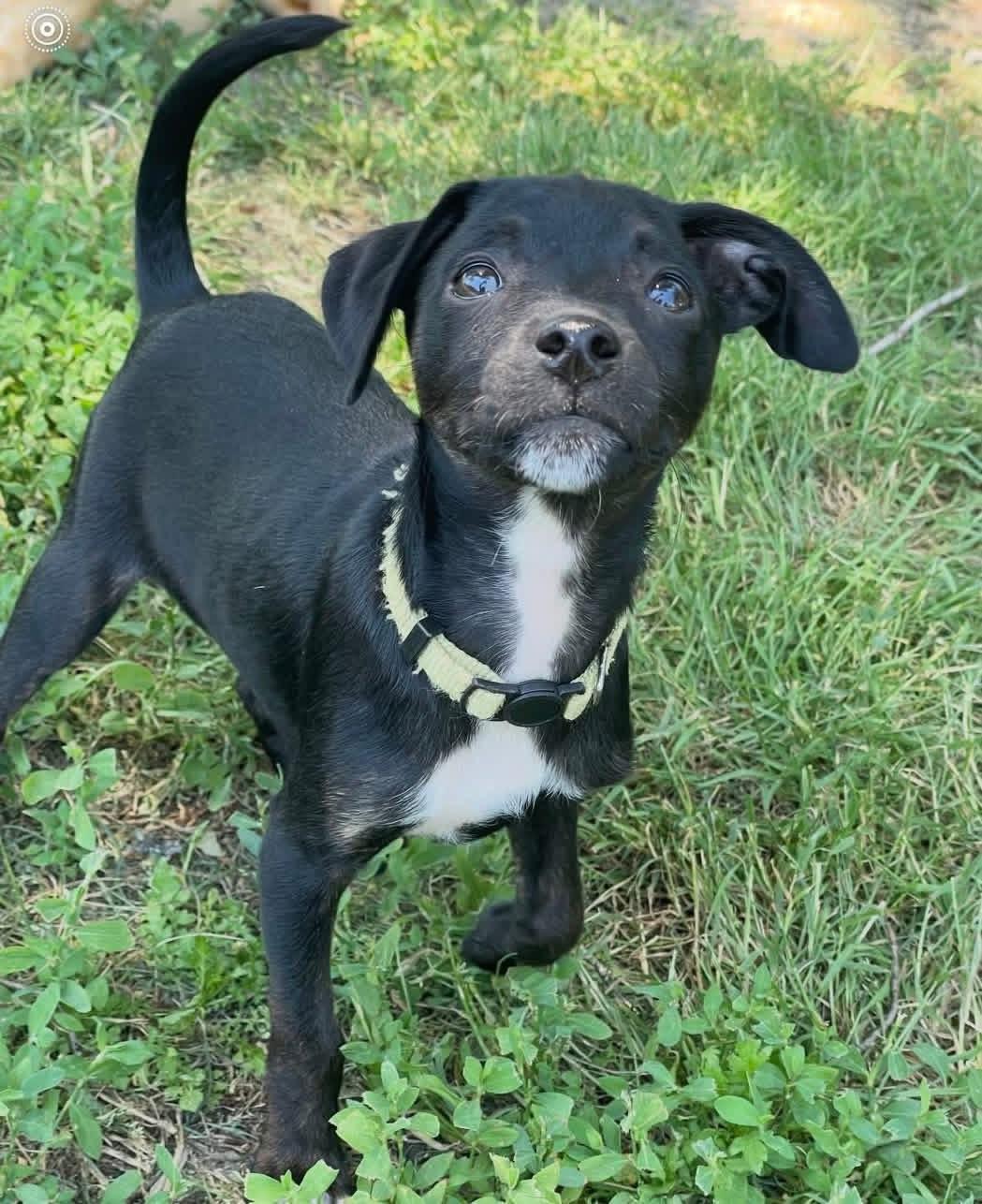 Debbie, adopted, Puppy Female Chihuahua.