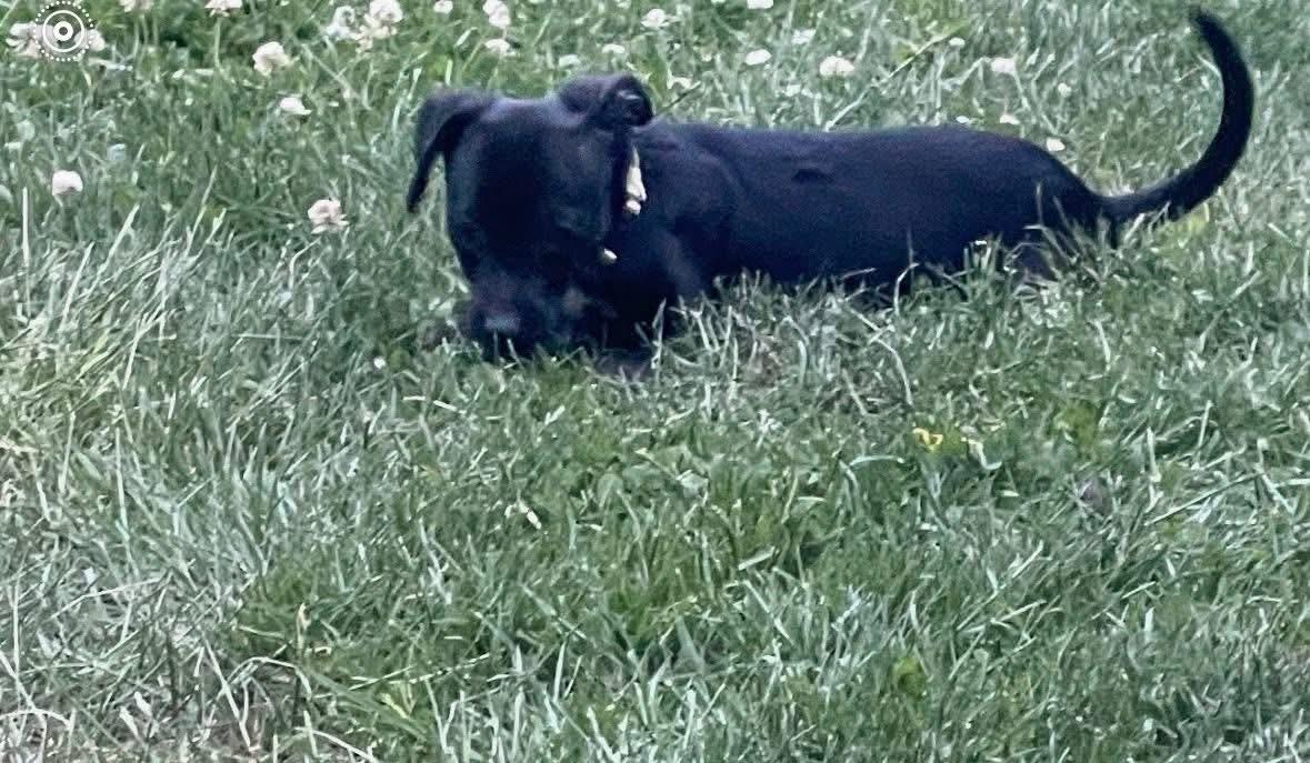 Debbie, an adopted mixed breed in Woodbury, NJ image 4/4