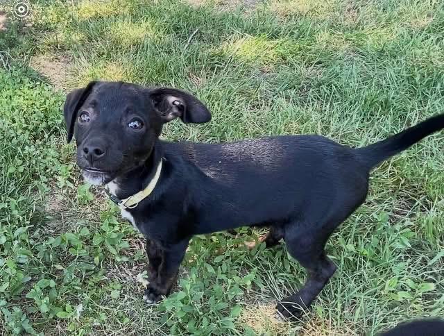 Debbie, an adopted mixed breed in Woodbury, NJ image 2/4
