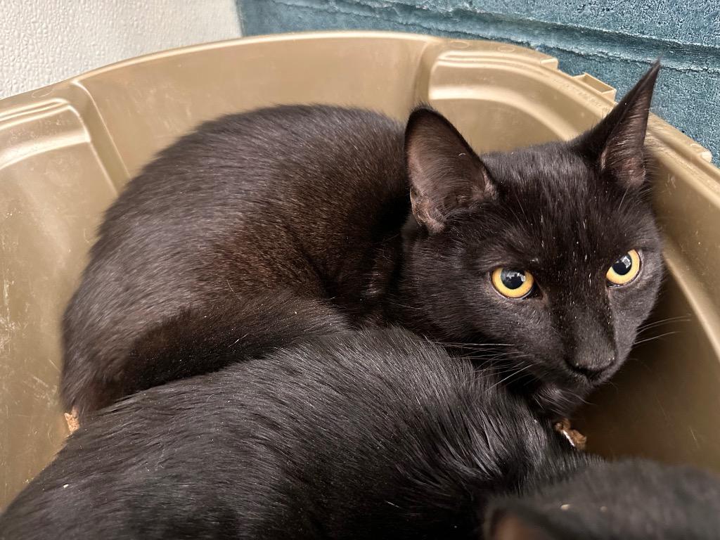 Horace, Adoptable, Kitten Male Domestic Short Hair.