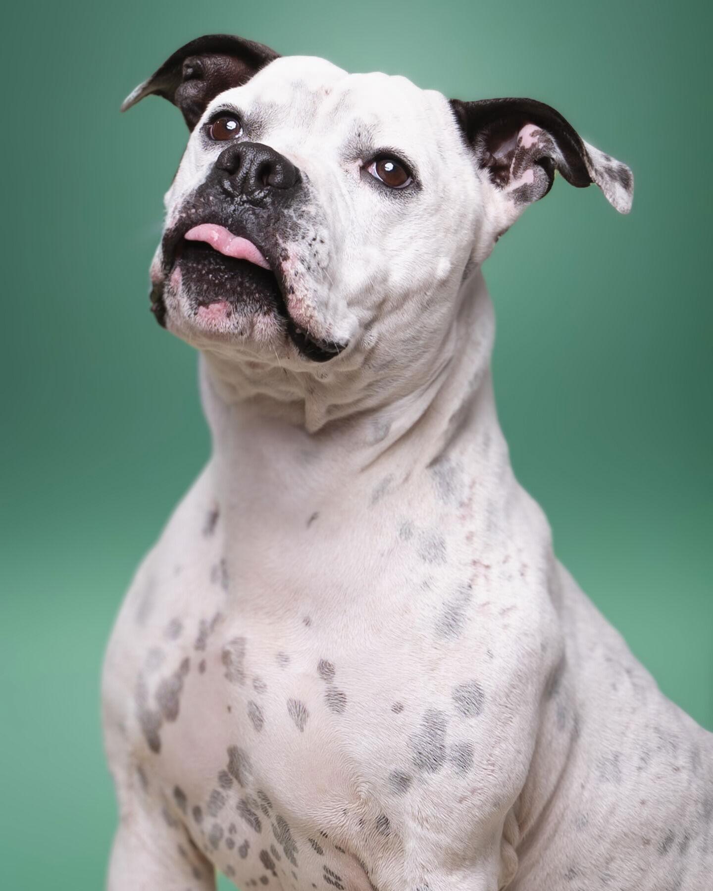 Enlarge Steelix, a Adoptable Pit Bull Terrier in Rowlett, TX image 1/3