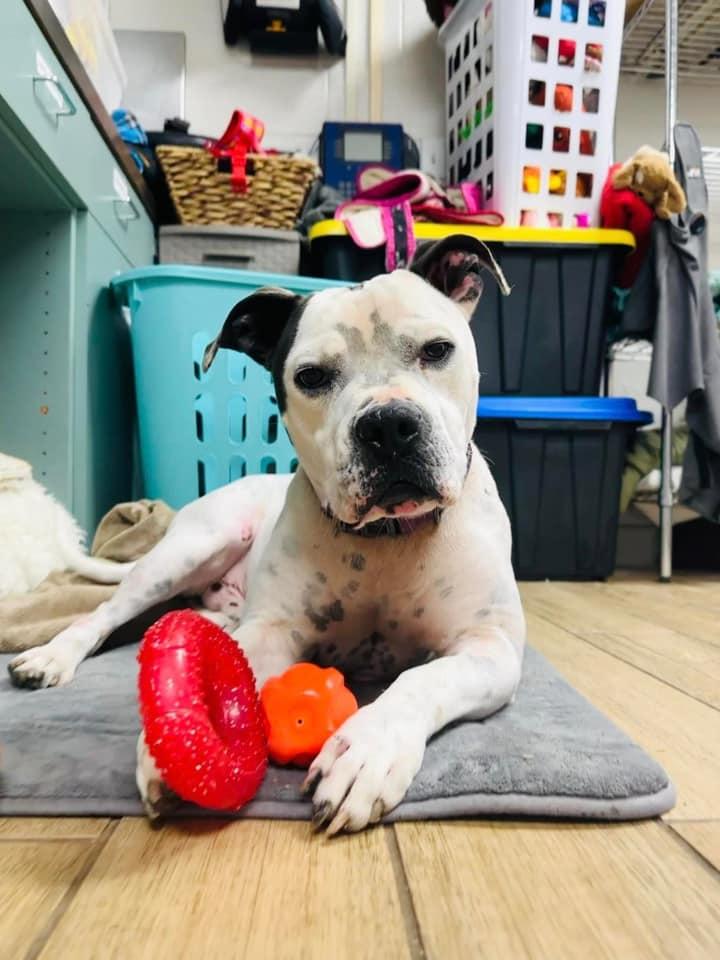 Steelix, Adoptable, Adult Male Pit Bull Terrier.