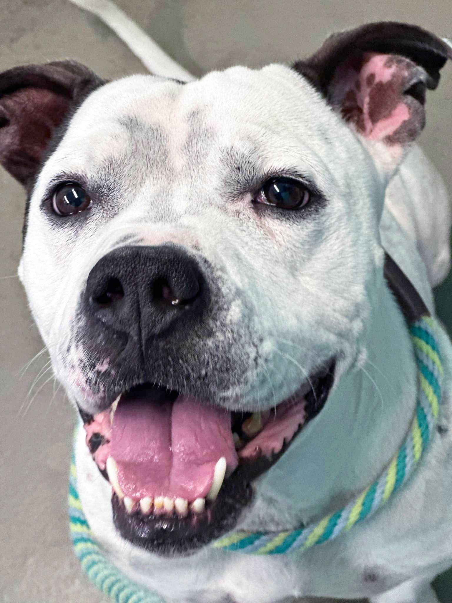 Enlarge Steelix, a Adoptable Pit Bull Terrier in Rowlett, TX image 3/3