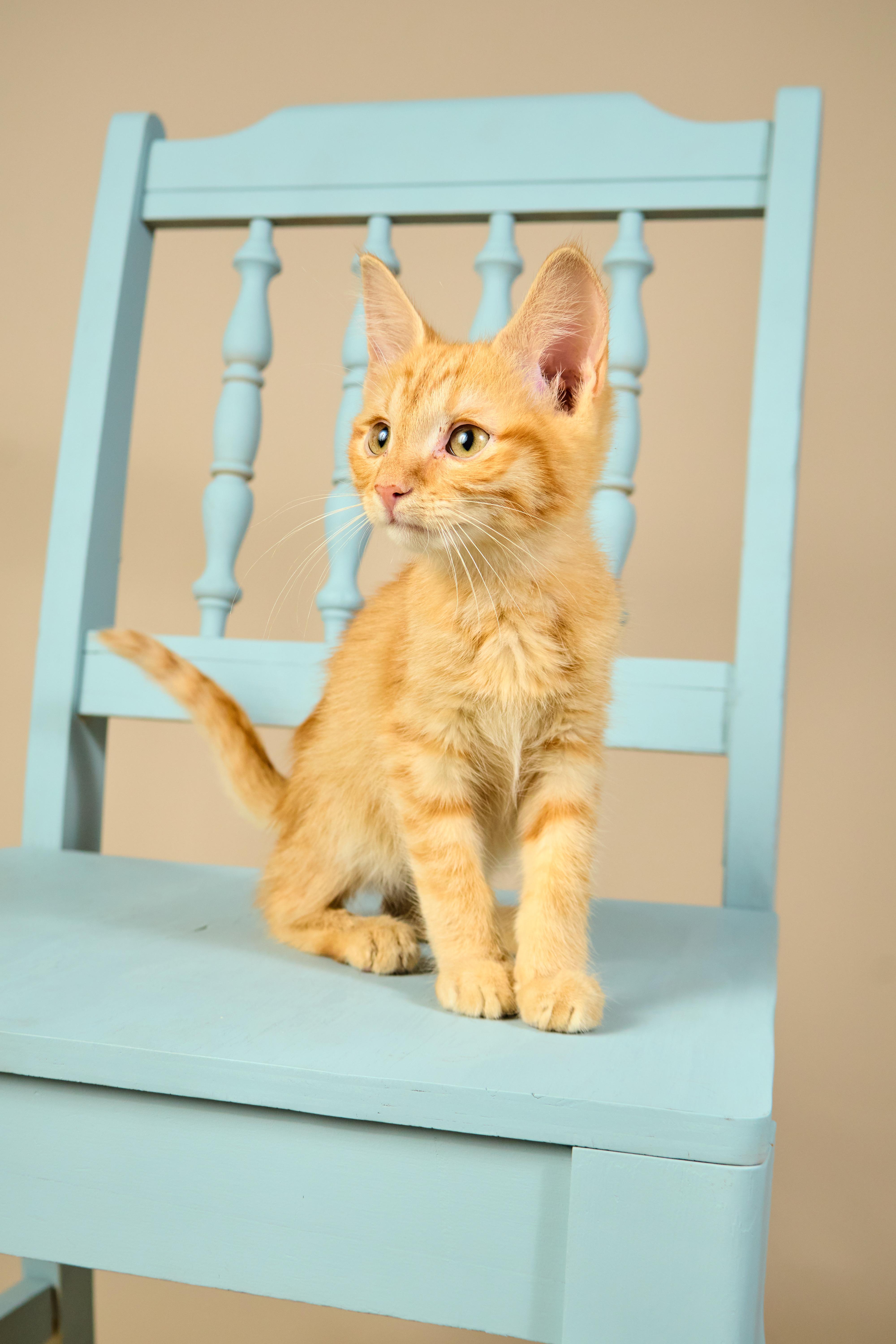 Dorito, ADOPTABLE, Kitten Male Tabby.