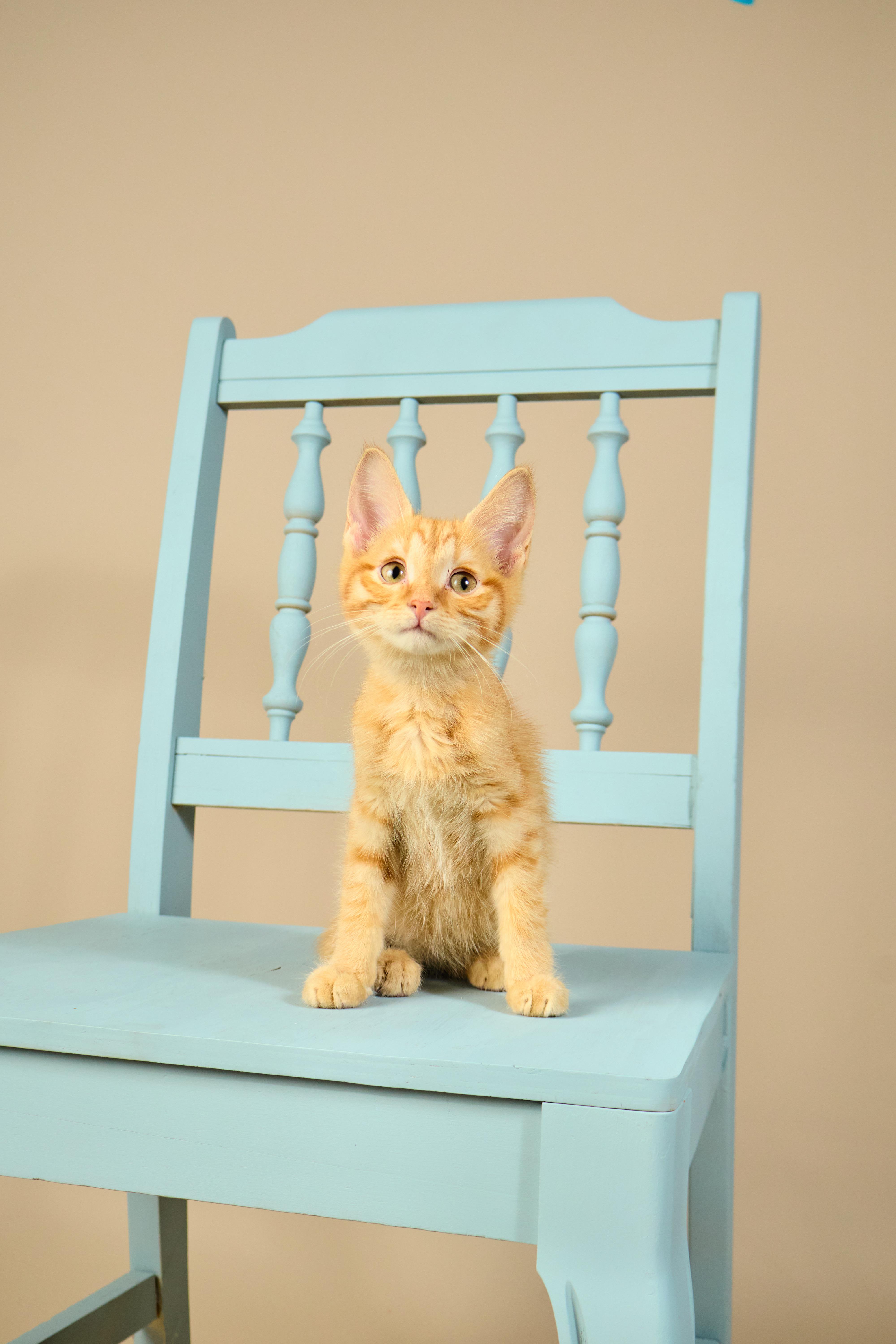 Dorito, a ADOPTABLE mixed breed in Waxhaw, NC image 5/5