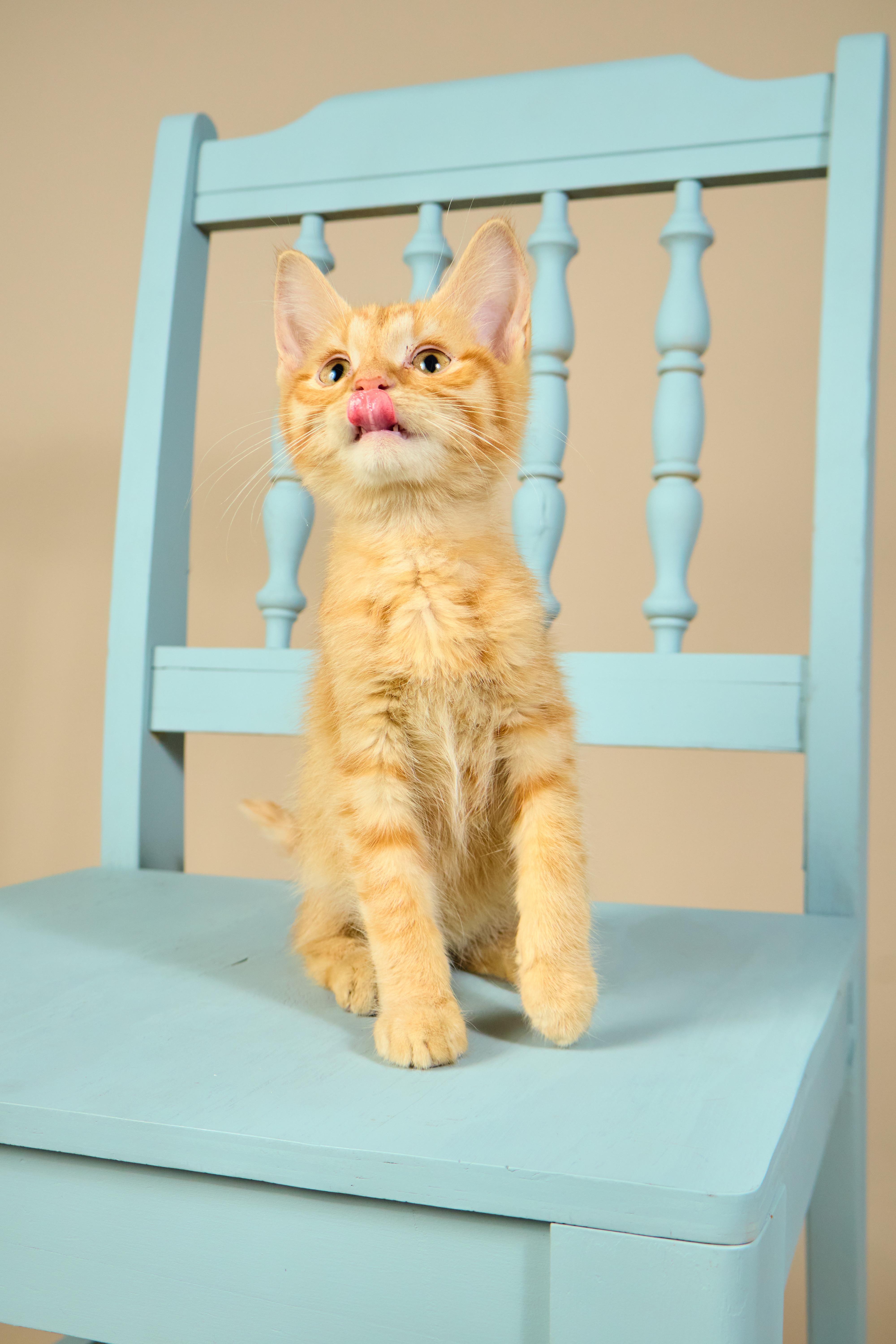 Dorito, ADOPTABLE, Kitten Male Tabby.