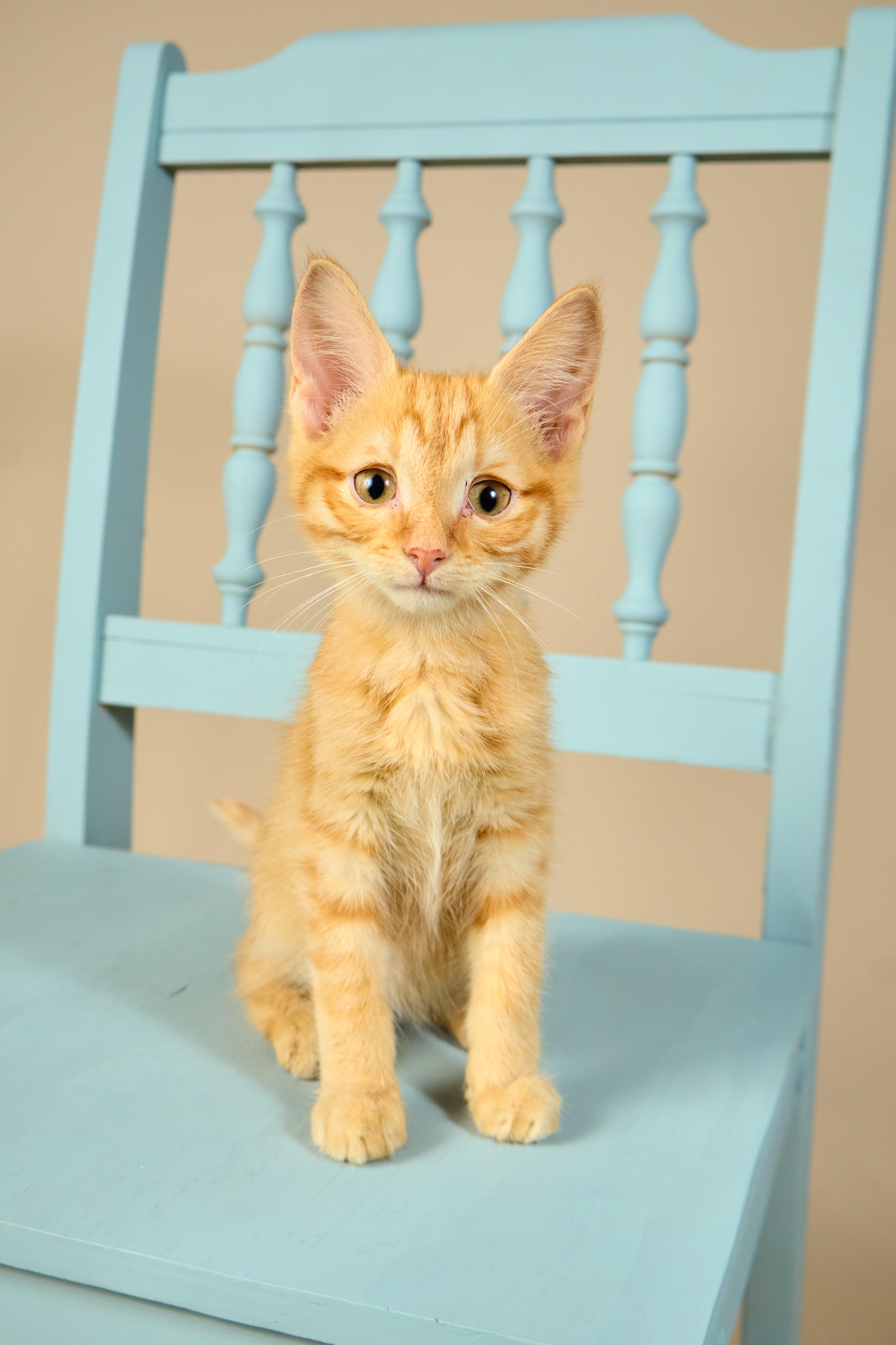 Dorito, a ADOPTABLE mixed breed in Waxhaw, NC image 4/5