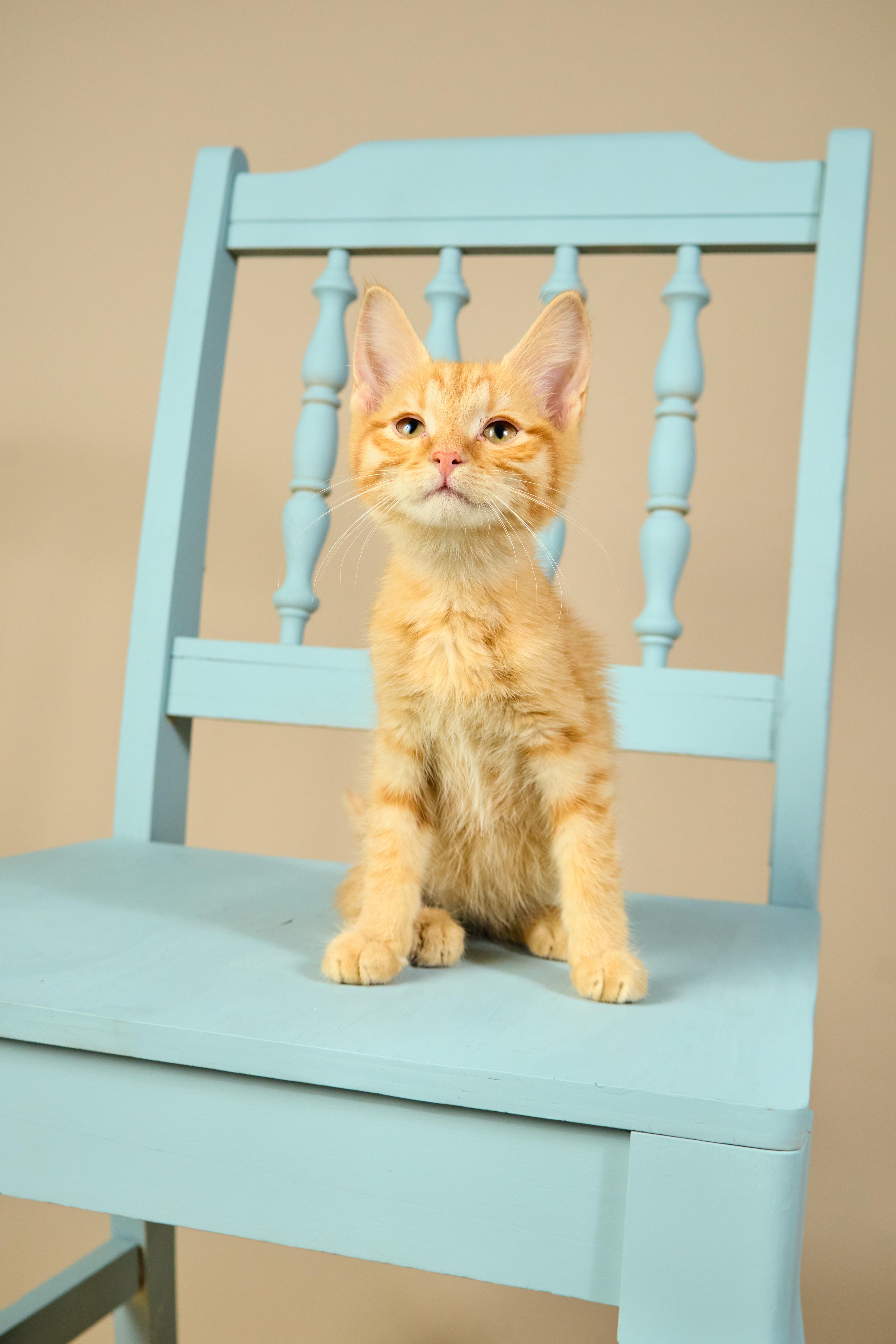 Dorito, a ADOPTABLE mixed breed in Waxhaw, NC image 3/5