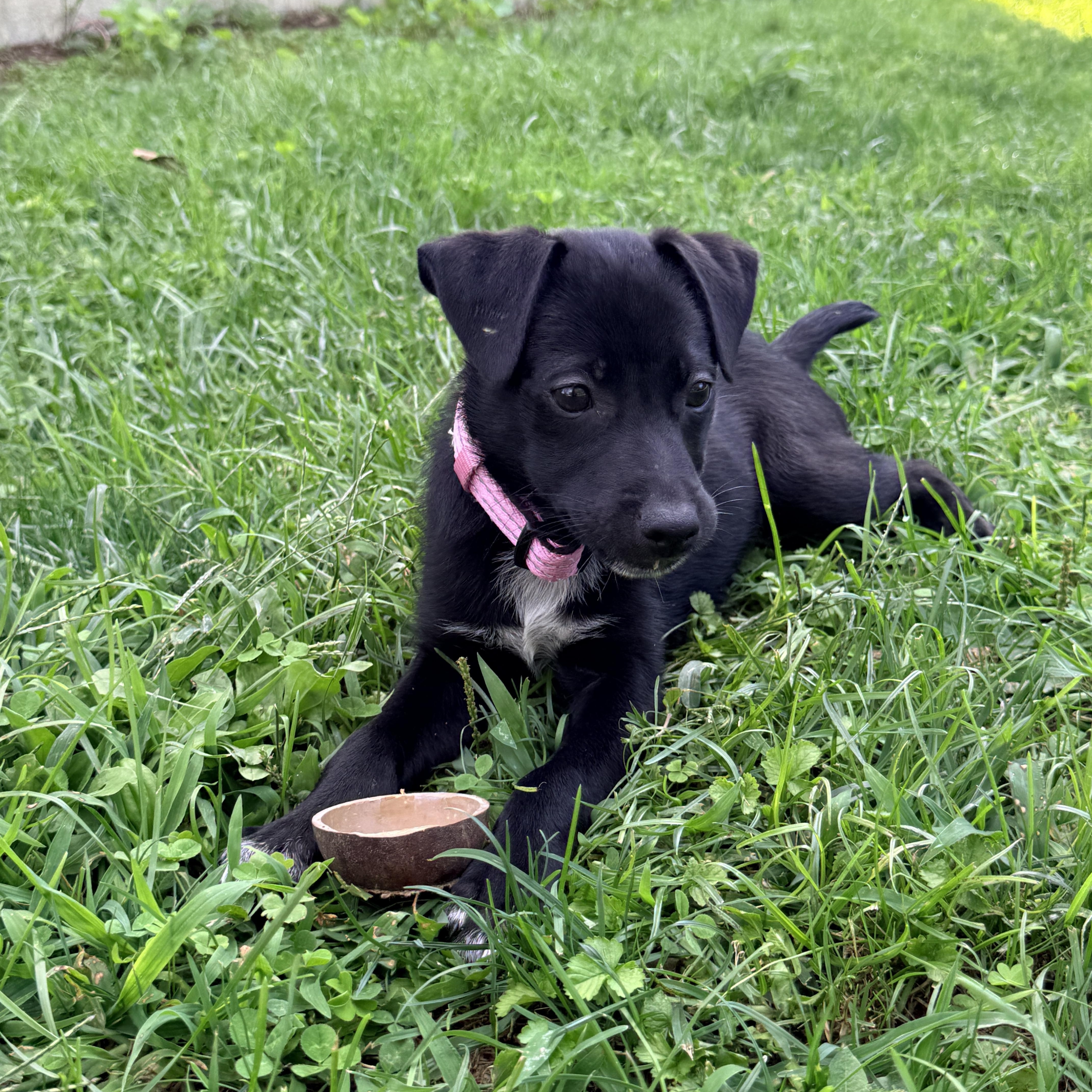 Coral, a Adoptable mixed breed in Columbia, MD image 3/4