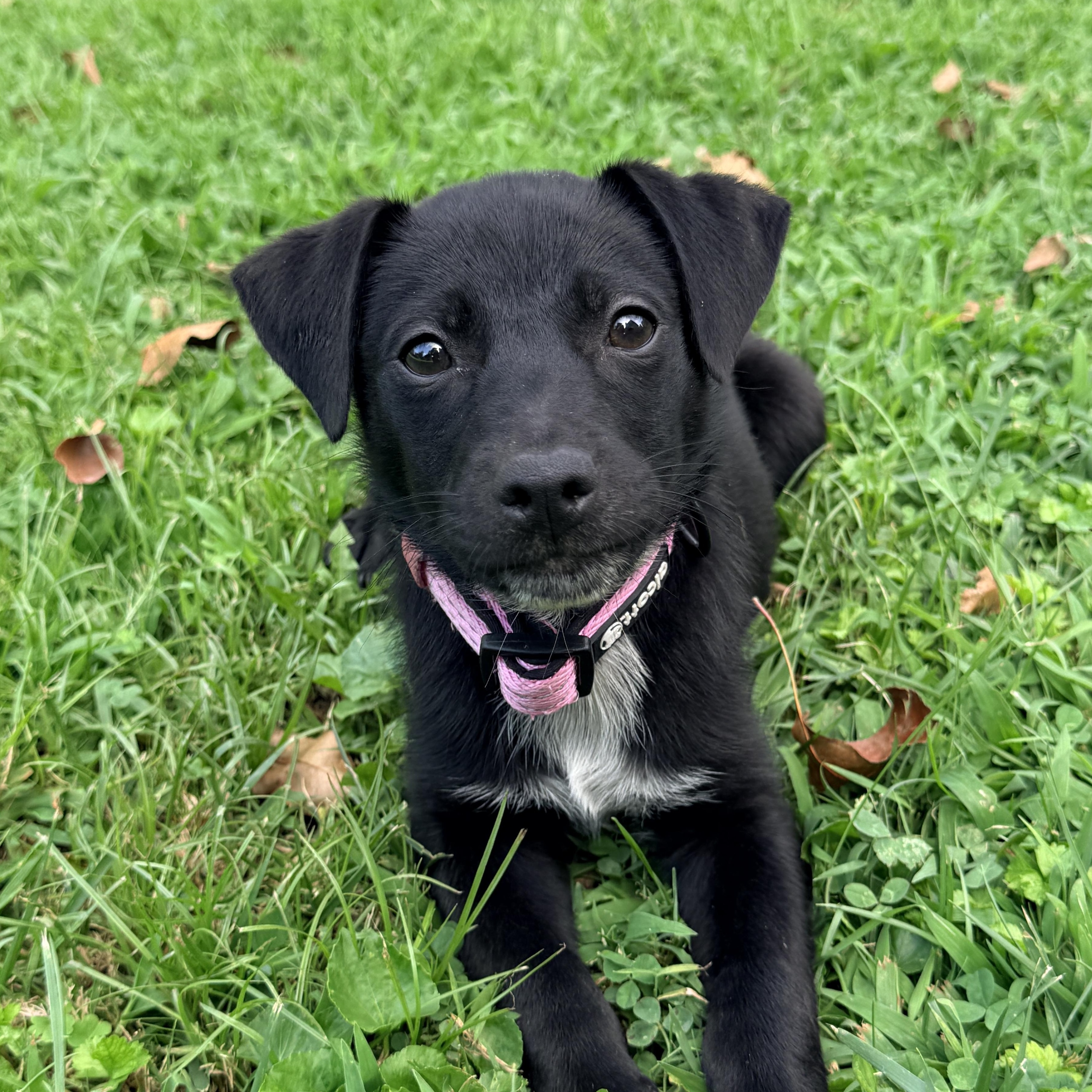Coral, Adoptable, Puppy Female Terrier.