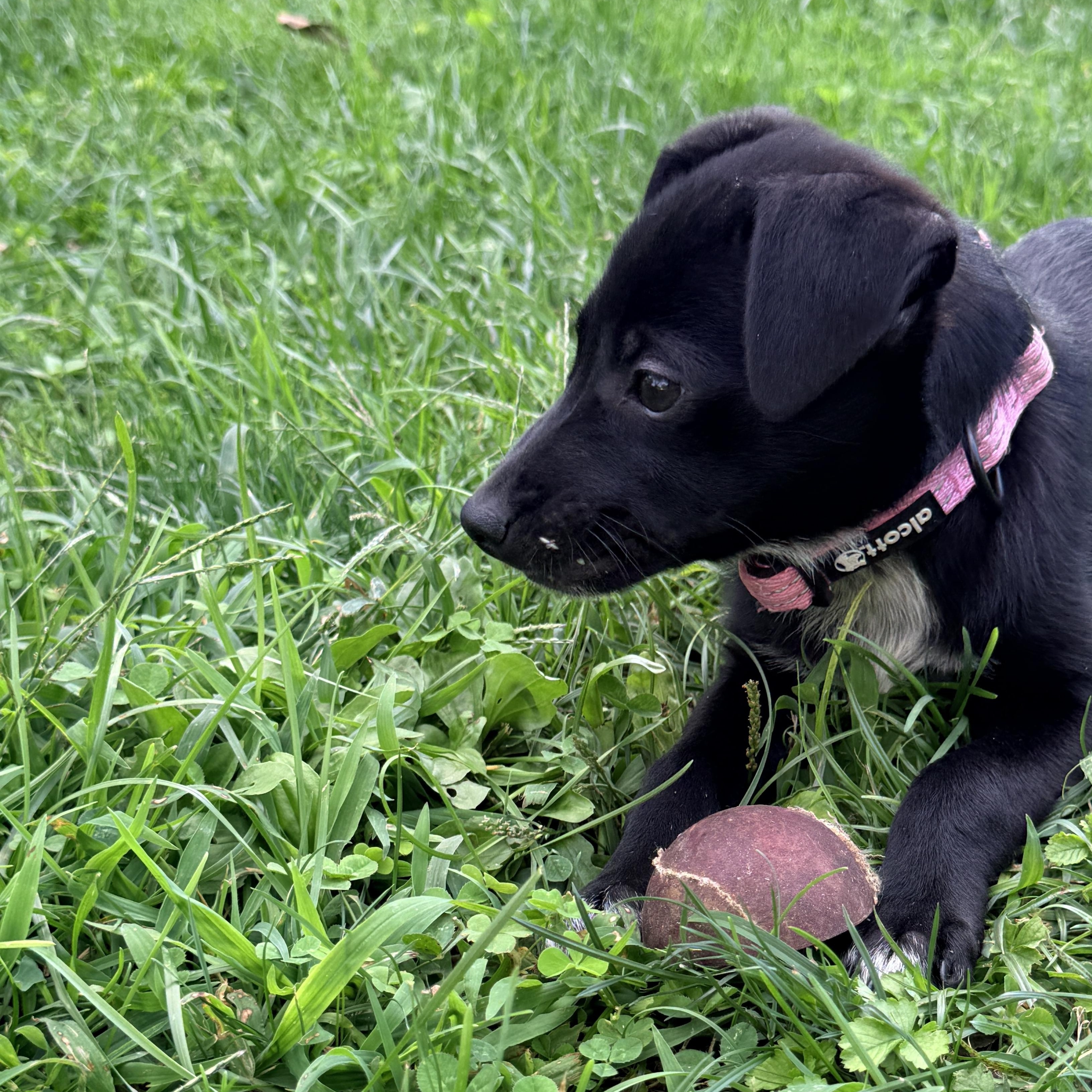 Coral, a Adoptable mixed breed in Columbia, MD image 4/4
