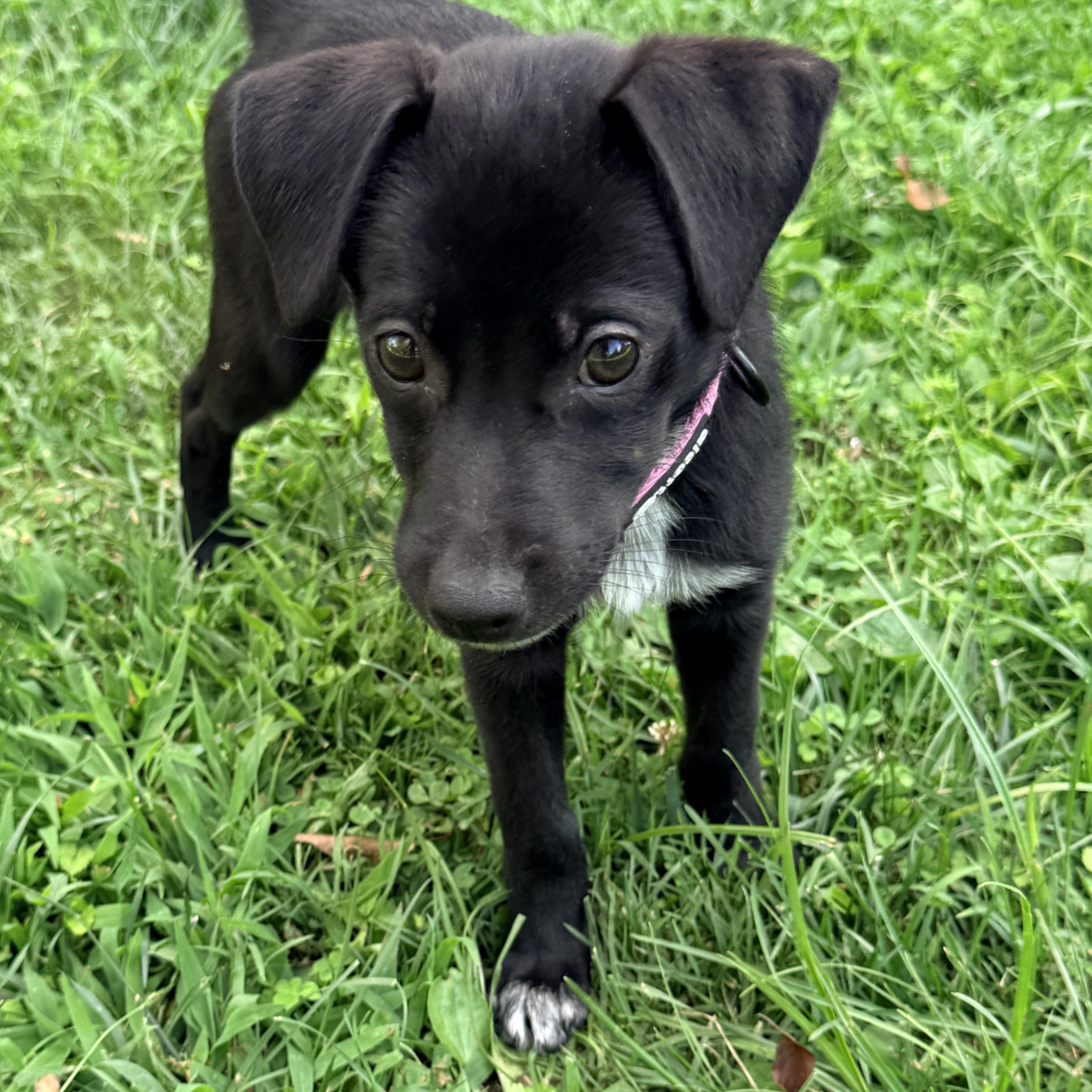 Coral, a Adoptable mixed breed in Columbia, MD image 2/4