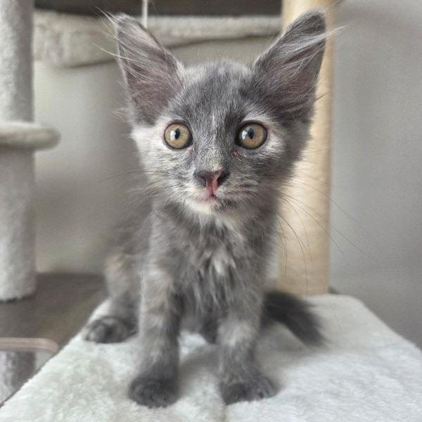 Poppy, Adoptable, Kitten Female Domestic Long Hair.