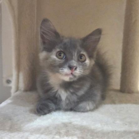 Enlarge Poppy, a Adoptable Domestic Long Hair in Bedminster, NJ image 4/4