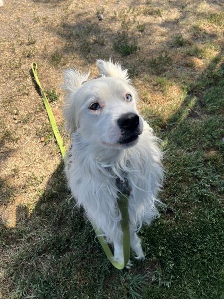 Nikko, Adoptable, Adult Male Border Collie.