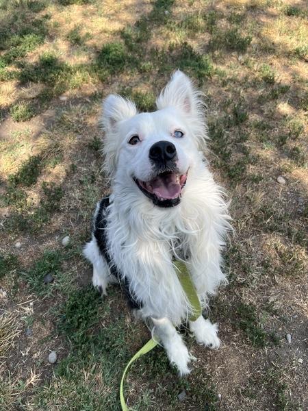 Enlarge Nikko, a Adoptable mixed breed in Kennewick, WA image 2/5