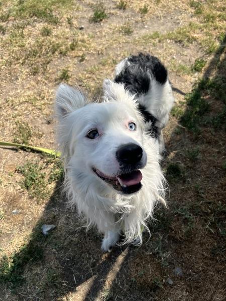 Enlarge Nikko, a Adoptable mixed breed in Kennewick, WA image 3/5