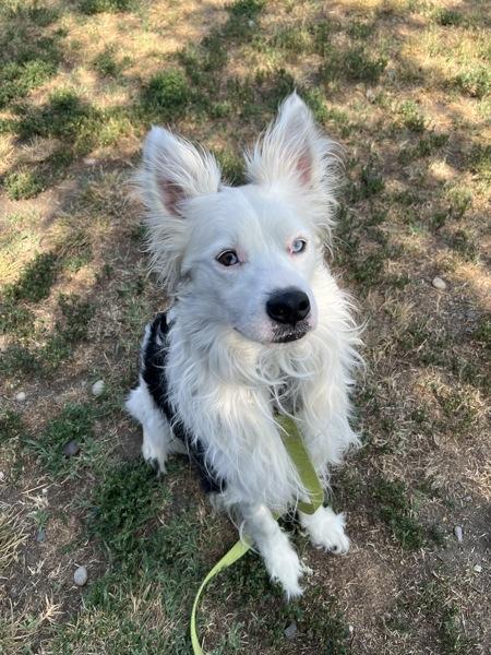 Enlarge Nikko, a Adoptable mixed breed in Kennewick, WA image 4/5